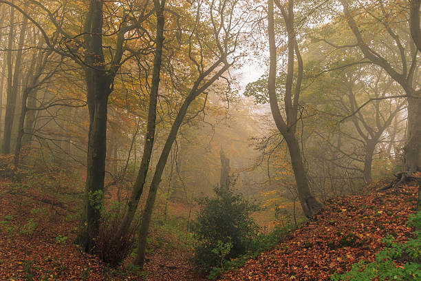 istock Foggy Autumn forest Leaves 510788792
