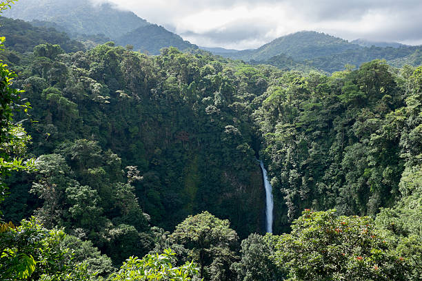 san luis cascade de monteverde, au costa rica - réseau mondial de réserves de biosphère photos et images de collection