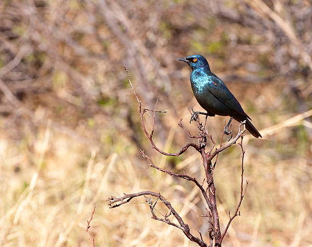 istock Burchells Starling 510791953