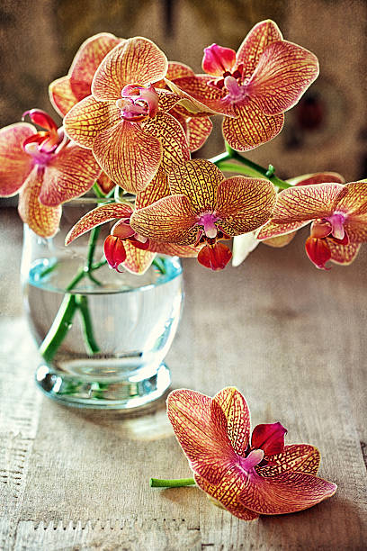 istock Orchids flowers 510791967