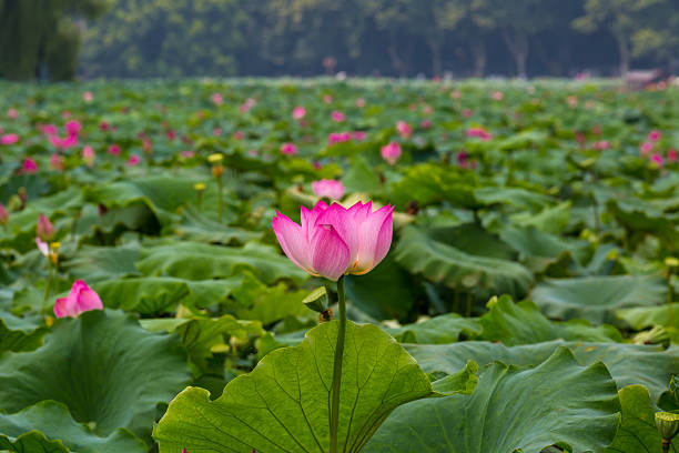 바하이 레이브 - water lily lotus spirituality clean 뉴스 사진 이미지