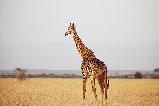 istock Giraffe in Africa 510792333