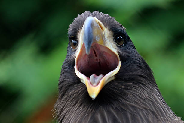 istock Young Steller's sea eagle 510792420