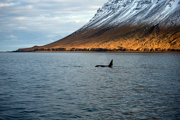 auftauchender schwertwal in einem snaefellsnes fjord, island, winter - snaefellsnes stock-fotos und bilder