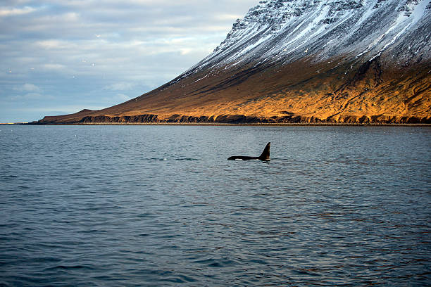 ballena orca killer en un snaefellsnes fiordo, islandia, invierno - snaefellsnes fotografías e imágenes de stock