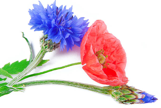 Wildflowers in summer