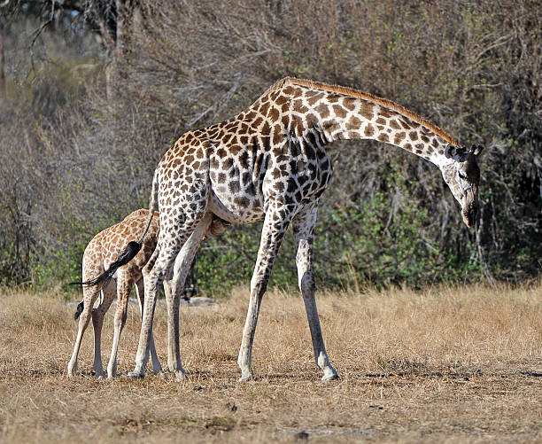 istock Giraffe calf suckling 510794211