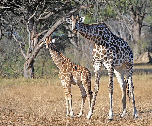 istock Giraffe portrait pair 510794215