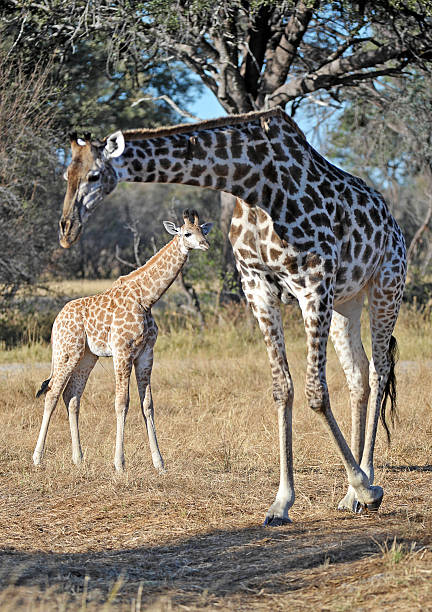 istock Giraffe mother and calf 510794219