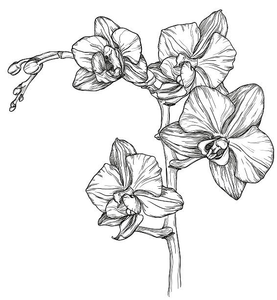 sketch of Orchid flower blossom vector art illustration