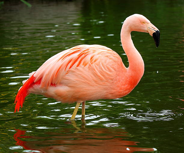 istock pink Flamingo 510795095