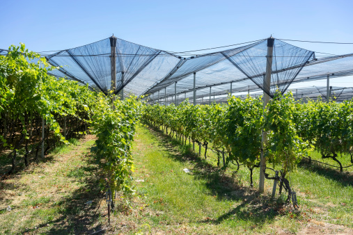 Rows of grapevine in the field during summer day, Some of them have a protective net against birds