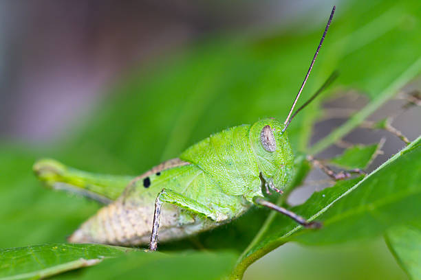 istock Grasshopper in the wild. 510795777