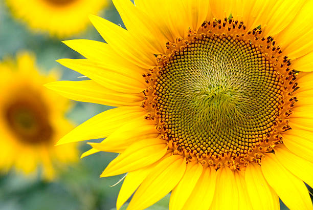 подсолнух - sunflower field single flower flower стоковые фото и изображения