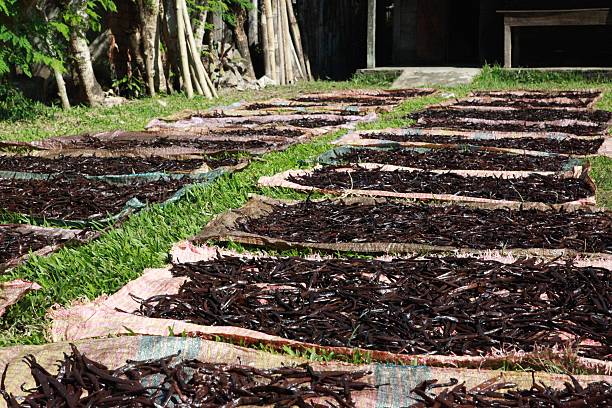 Vanilla Bean in production