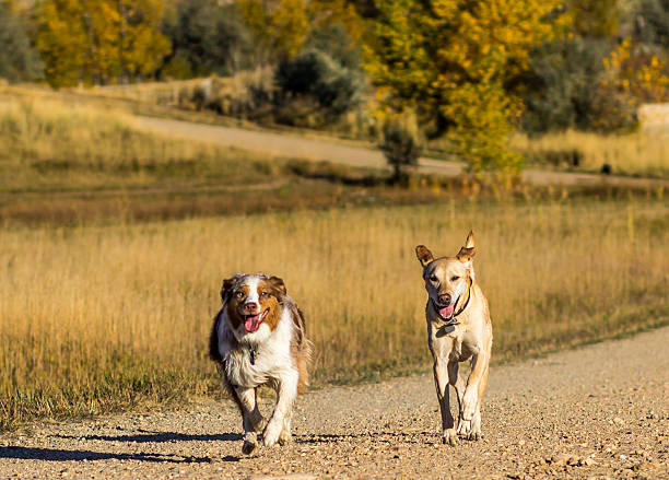 Yellow Labrador and Australian Shepherd running down a trail in Colorado, happy as can be.