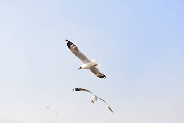 istock White seagull soaring in the blue sky 510796722