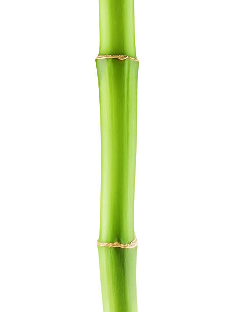 grüne bambus stielgrün - bamboo stem feng shui isolated stock-fotos und bilder