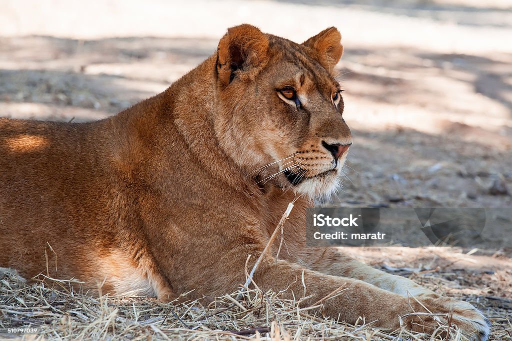 Lioness Lioness portrait Africa Stock Photo