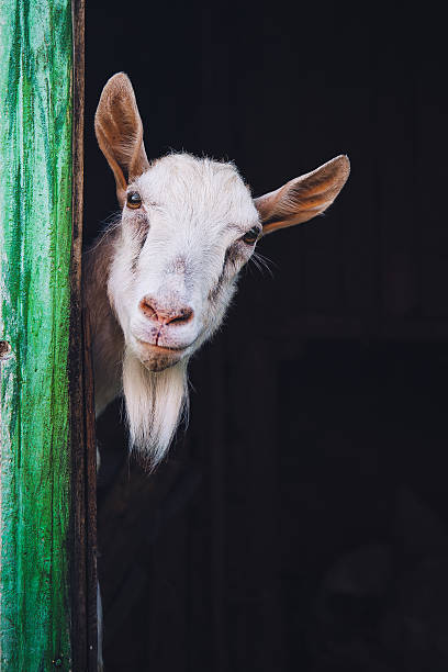 curieux hornless chèvre - goat hoofed mammal living organism nature photos et images de collection