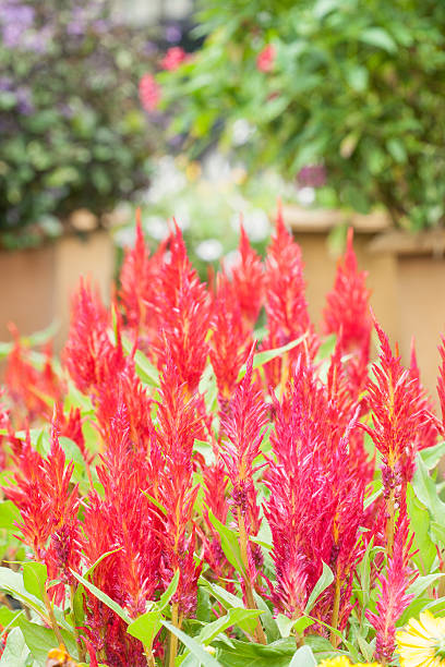 istock Red celosia flower 510797131