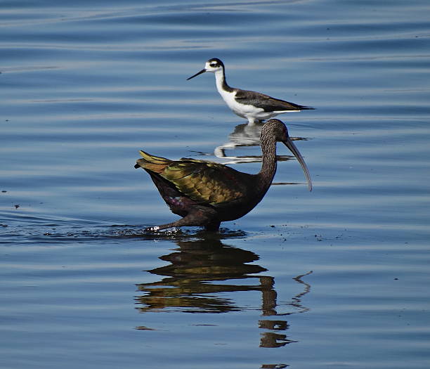 escarlata y cigüeñuelas - tule lake national wildlife refuge fotografías e imágenes de stock