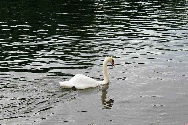 istock Swan on the River Wye 510797155