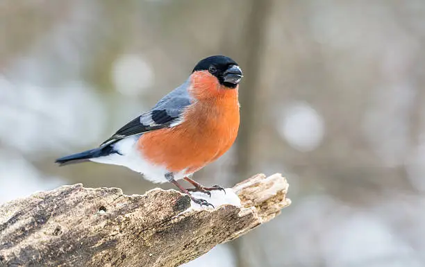 Bullfinch