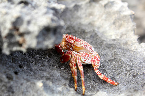 Land crab on the rocks stock photo