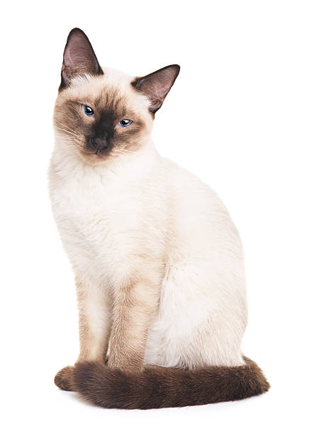 istock Thai Cat Portrait 510797610
