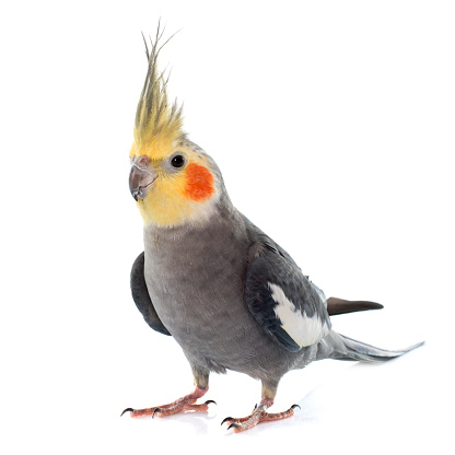 adult gray Cockatiel in front of white background