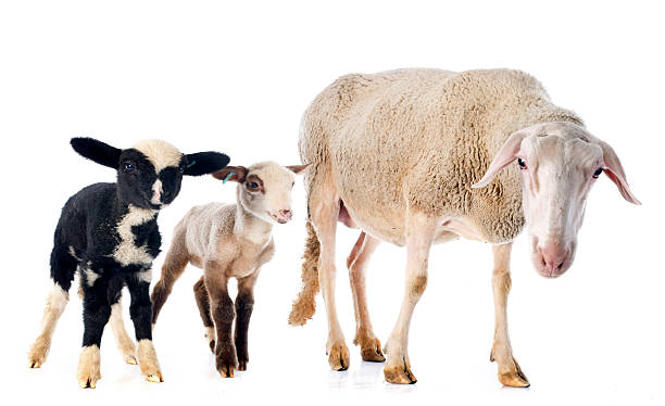 istock adult ewe and lambs 510798056
