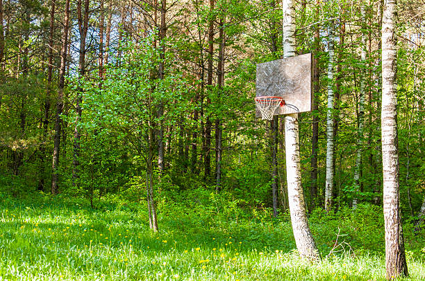Basketball ring hanging on birch tree in Lithuanian forest.