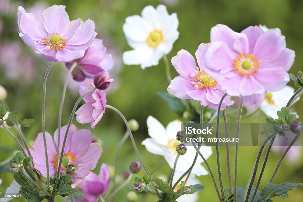 Pink and white Japanese anemone flowers image (Anemone hybrida 'Elegans') Photo showing pink and white Japanese anemone flowers (Latin name: Anemone hybrida 'Elegans'), showing the petals, stamen and pollen.  The Japanese anemones are growing in a herbaceous border / flowerbed, in a shady part of the garden. Anemone Flower Stock Photo