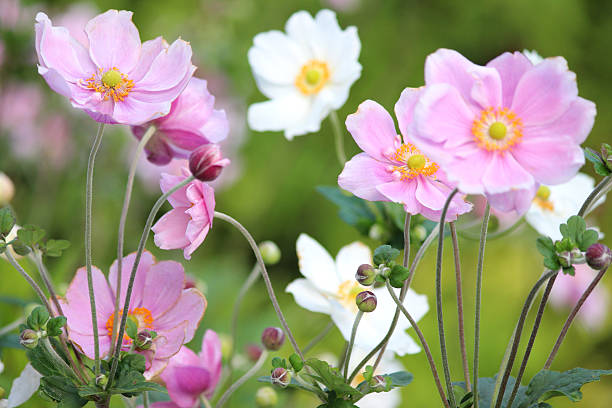 Pink and white Japanese anemone flowers image (Anemone hybrida 'Elegans') Photo showing pink and white Japanese anemone flowers (Latin name: Anemone hybrida 'Elegans'), showing the petals, stamen and pollen.  The Japanese anemones are growing in a herbaceous border / flowerbed, in a shady part of the garden. anemone flower photos stock pictures, royalty-free photos & images