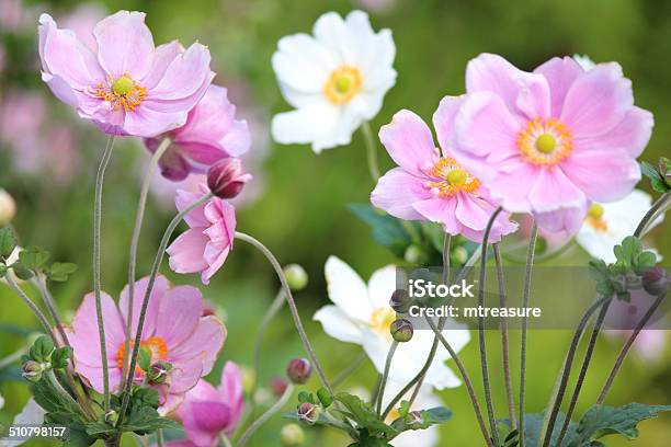 Pink And White Japanese Anemone Flowers Image Stock Photo - Download Image Now