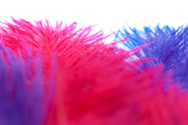 Pink and blue ostrich feathers on a white background.