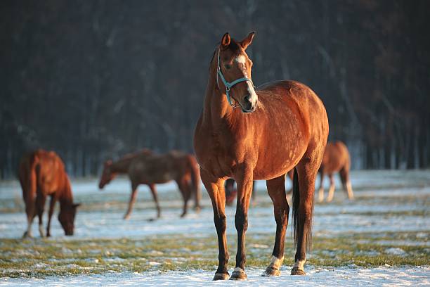 istock Horse in a snowy pasture 510798596