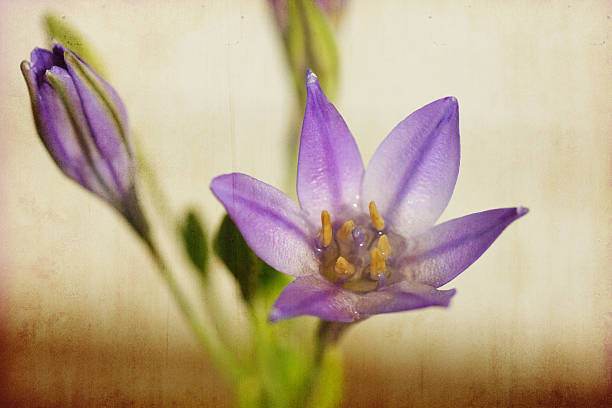 istock Artistic Macro Purple Brodiaea Triteleia Queen Fabiola, Grunge effect 510798621
