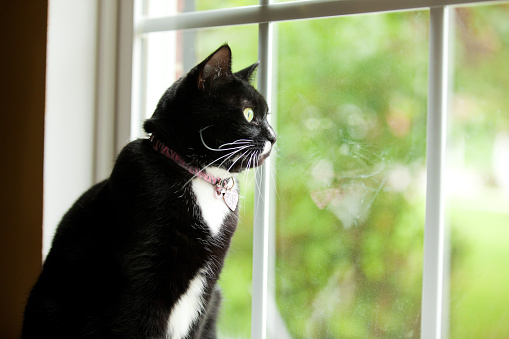 A black and white cat sitting near a window looking outside.