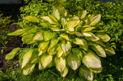 hosta with yellow leaves in the garden