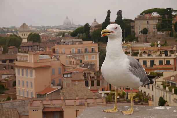 Seagull in front of St. Peter's Basilica in Rome