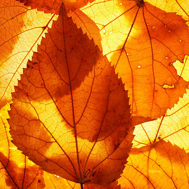 istock colorful floral leaves 510799089