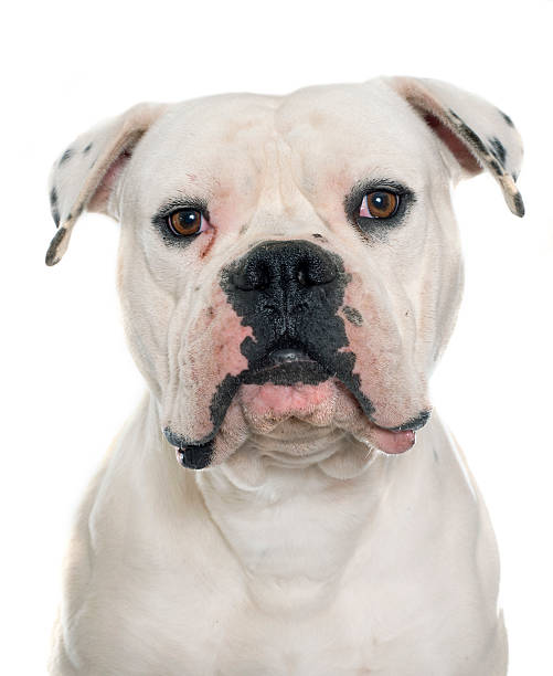adult american bulldog adult american bulldog in front of white background american bulldog stock pictures, royalty-free photos & images