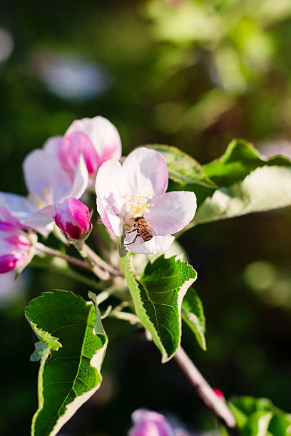 árbol de manzana flores sobre fondo desenfocado - bee apple tree flower single flower fotografías e imágenes de stock