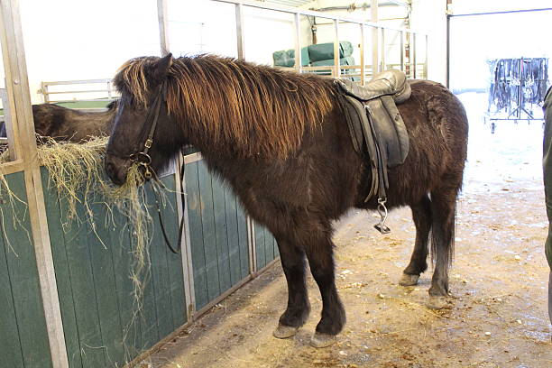istock Icelandic Horse 510800588