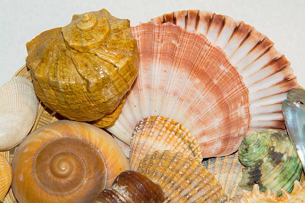 istock The Set of various sea shells closeup 510801172