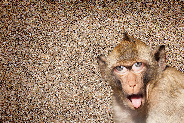 Rhesus monkey with his tongue sticking out, with human eyes and gray wall in the background - Photoshop Composing
