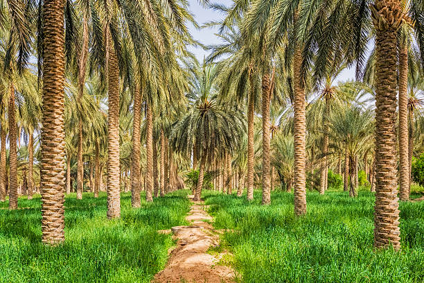 Date palm grove in desert oasis Douz / Tunisia / Africa Douz is a town in the Kebili Governorate in the south of Tunisia, known as the "gateway to the Sahara." Douz are huge with 200,000-500,000 date palms in them.  The palm groves are interesting to wander through; people are living and working inside.  date palm tree stock pictures, royalty-free photos & images