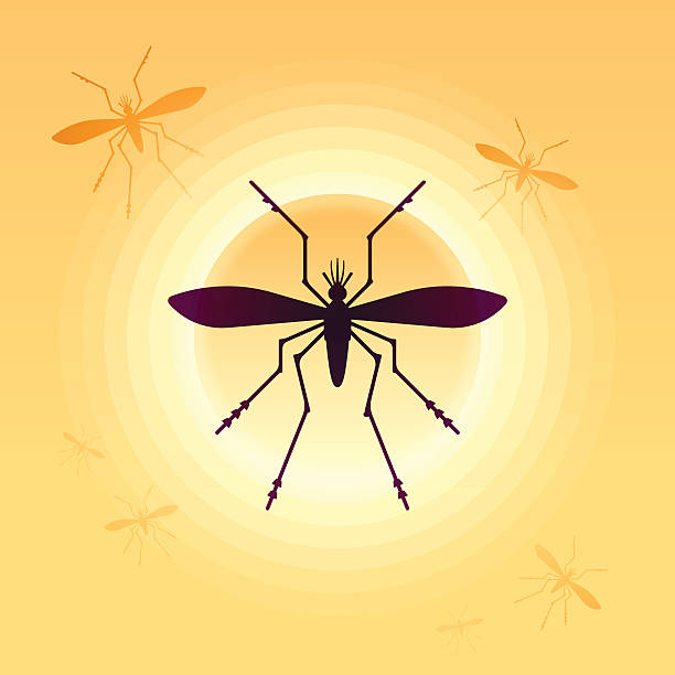 mosquitoes Mosquitos flying in a summer sky. EPS 10 file. Transparency effects used on highlight elements. insect macro fly magnification stock illustrations